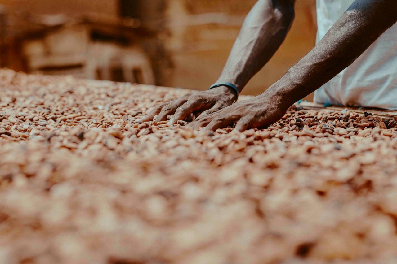 Cocoa beans being turned by hand during drying