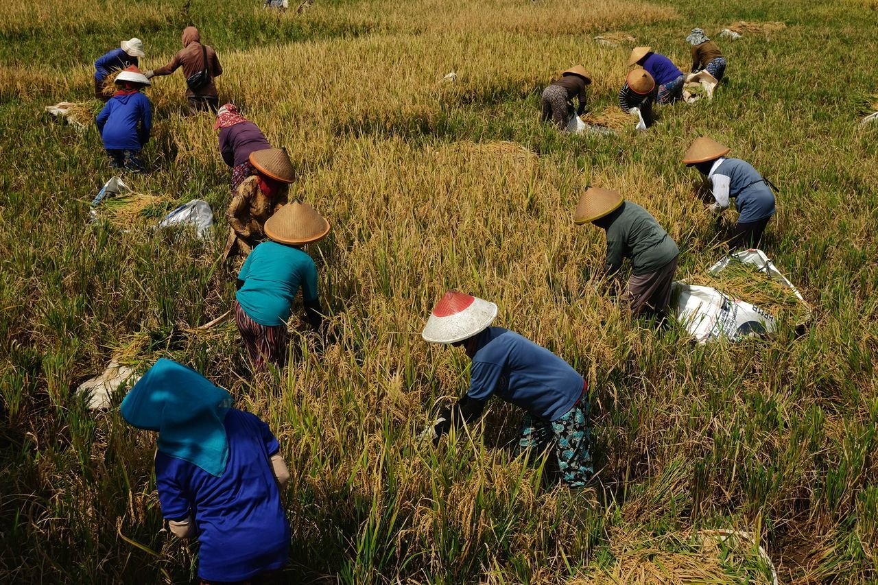 Smallholder farmers harvesting in the field