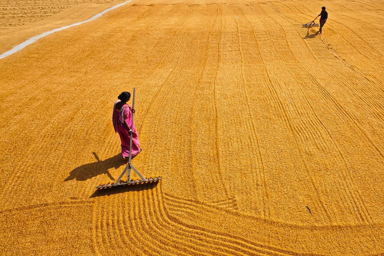 Aerial view of grain spread out to dry after harvest
