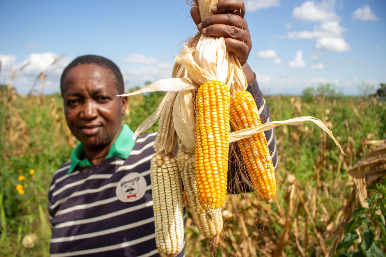 Farmer holding freshly harvested maize cobs